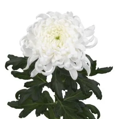 картинка хризантема одноголовая Туту от магазина Флоранж