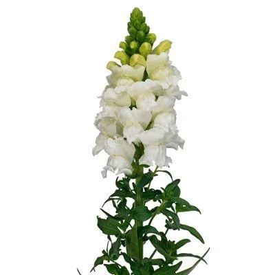 картинка лювенбекия Антибес Вайт от магазина Флоранж