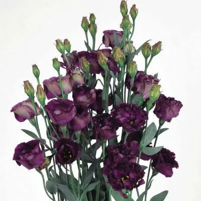 картинка эустома Розанна Блэк Перл от магазина Флоранж