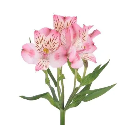 альстромерия Розовая; Эквадор