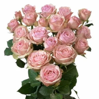 р куст бердс нест 60 грув К