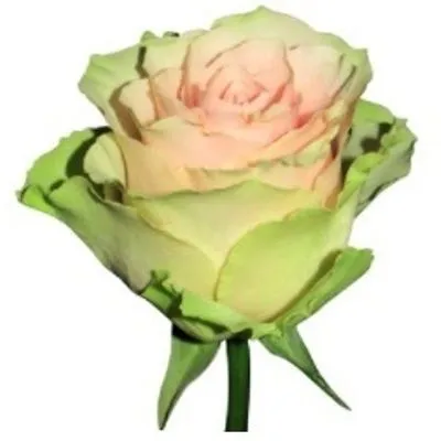 роза Фрутетто 60см; Эквадор