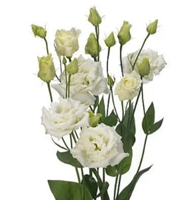 эустома Алисса Вайт