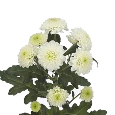 хризантема сантини Пиззаро