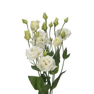 эустома Розита Вайт