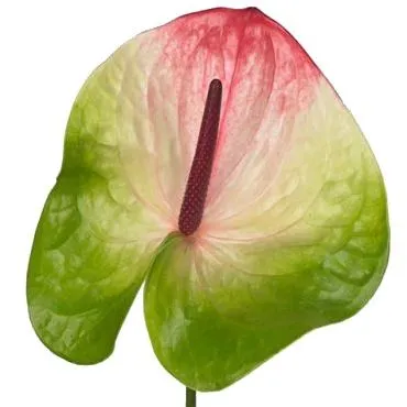 _антуриум зафира