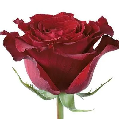 картинка роза Херц 60см; Эквадор от магазина Флоранж