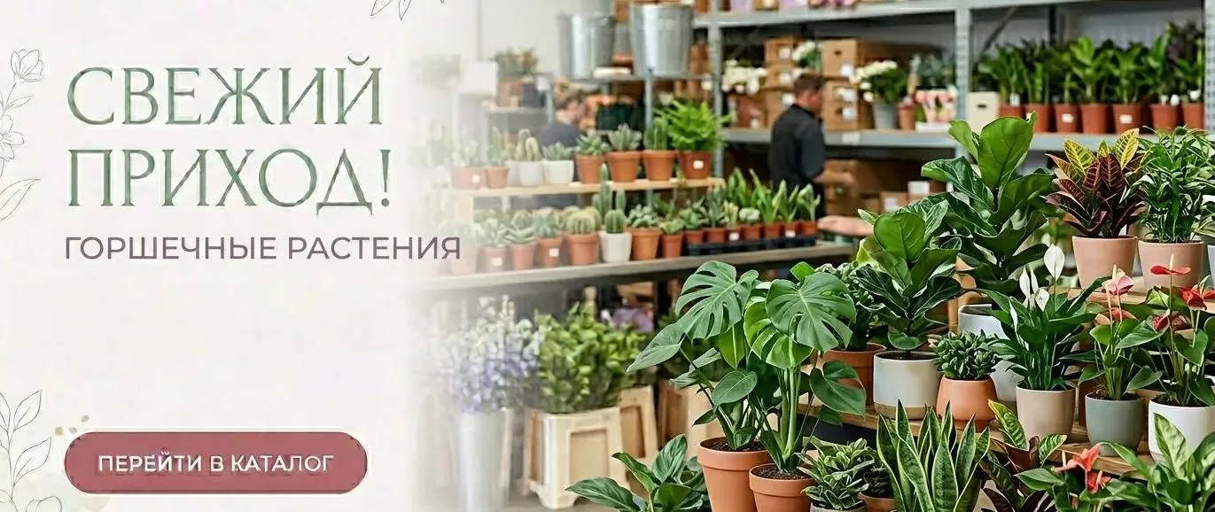 Свежий приход горшечных растений