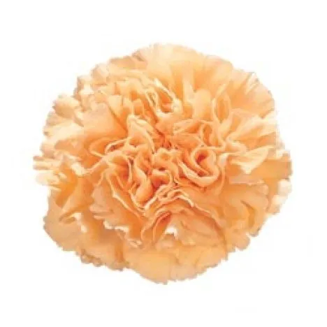 картинка гвоздика одноголовая Персиковая Новиа; Эквадор от магазина Флоранж