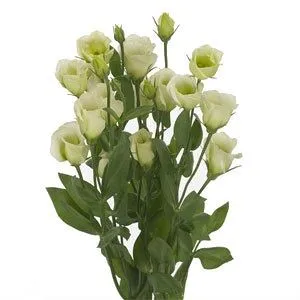 картинка эустома Розита Грин от магазина Флоранж