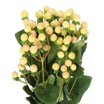 гиперикум Коко Джелато