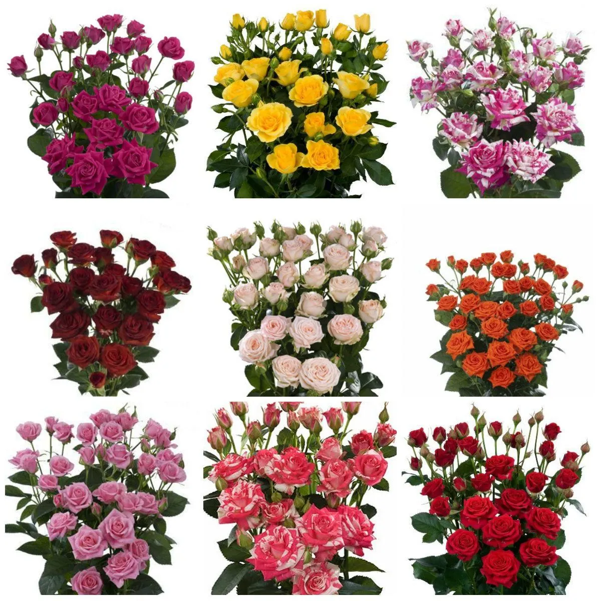 роза кустовая Микс 60см; Кения