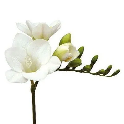 картинка фрезия Версаль от магазина Флоранж