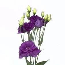 картинка эустома Блау; Израиль от магазина Флоранж