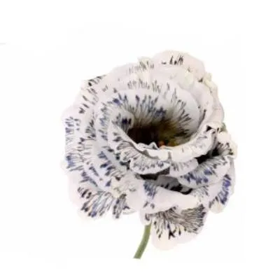 картинка _эустома селеб айс кристал от магазина Флоранж