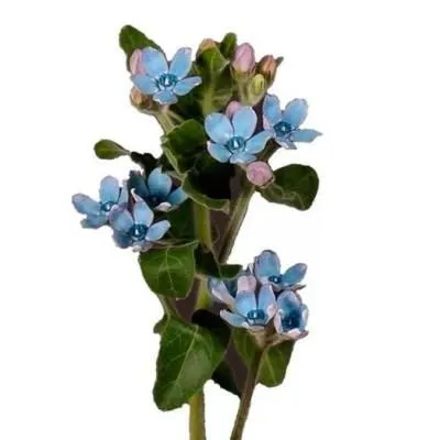 оксипеталум Блу