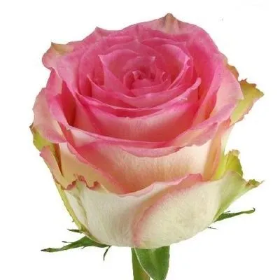 картинка роза Эсперансе 50см; Эквадор от магазина Флоранж