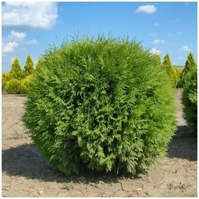 туя западная Глобоза