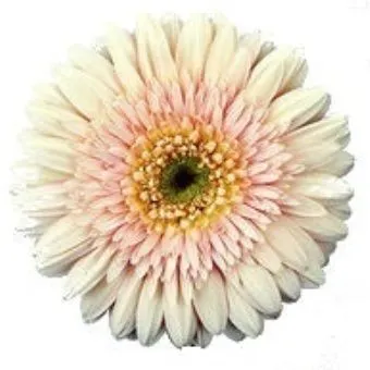 картинка гербера Кремовая; Россия от магазина Флоранж