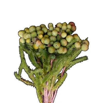 бруния Галпини