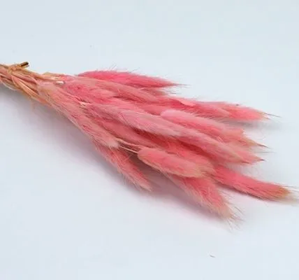 картинка Лагурус цветной, 30шт от магазина Флоранж