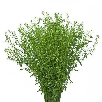 картинка тласпи Грин Белл от магазина Флоранж