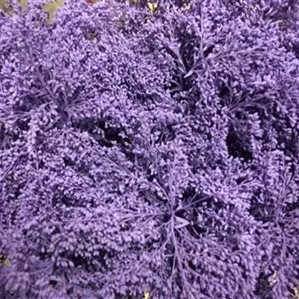 солидаго крашенный Милка