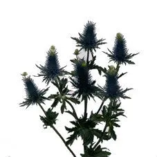 картинка эрингиум Супернова Квистар от магазина Флоранж