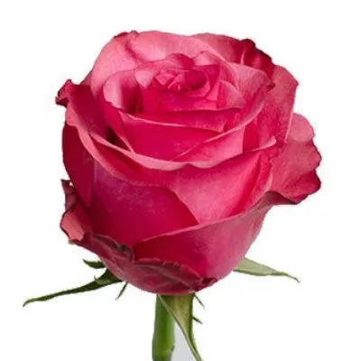 картинка роза Лола 60см; Эквадор от магазина Флоранж