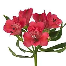 альстромерия Красная; Эквадор