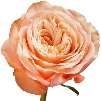 картинка роза Гарден Кахала 60см; Эквадор от магазина Флоранж