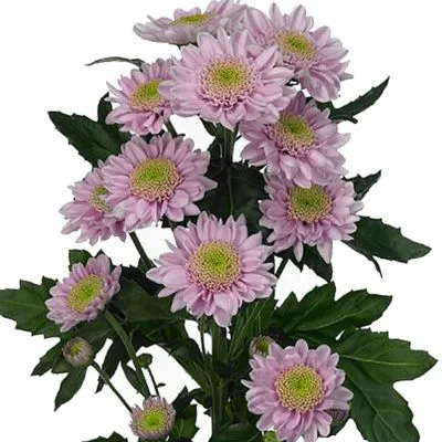 картинка хризантема кустовая Оптимист от магазина Флоранж