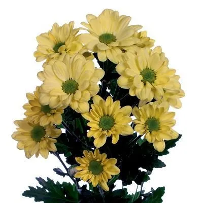 картинка хризантема кустовая Кеннеди Крем от магазина Флоранж