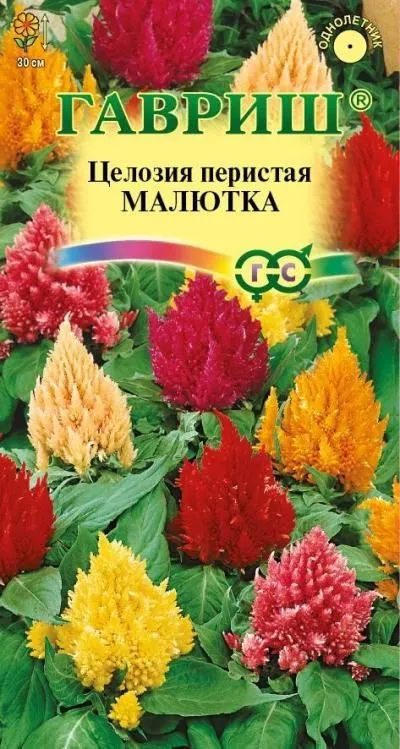 картинка Целозия перистая Малютка (цветной пакет) 0,01г; Гавриш от магазина Флоранж