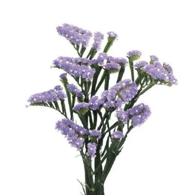 _статица океан вингз