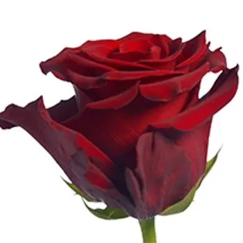 картинка р эксплорер 60 френджи от магазина Флоранж