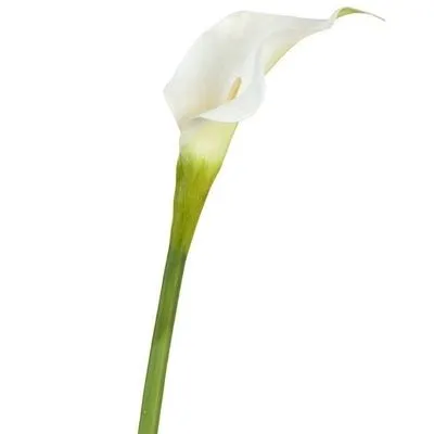 картинка калла Эйдоллс Вайт от магазина Флоранж