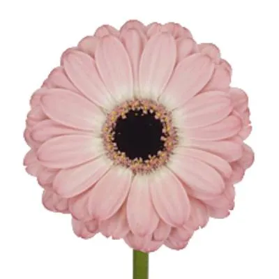 картинка гермини Дуэт от магазина Флоранж