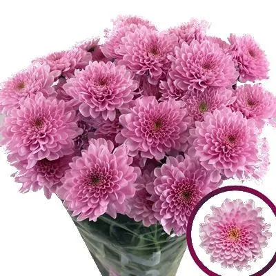 картинка х фабьен свит от магазина Флоранж