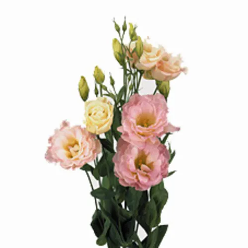 картинка эустома Алисса Шампань от магазина Флоранж