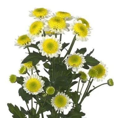 картинка хризантема кустовая Сантини Сан Ап от магазина Флоранж
