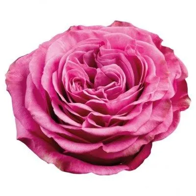 роза Гарден Куин Кроун 60см; Эквадор