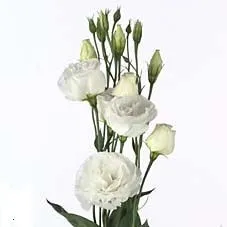 картинка Эустома Вайт; Израиль от магазина Флоранж