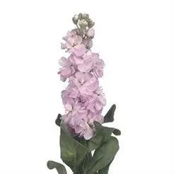 маттиола Айрон Черри Блоссом