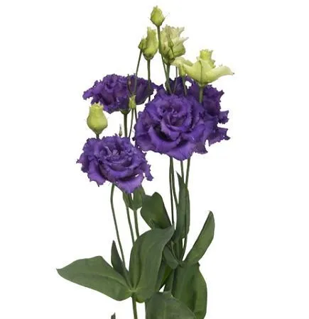 картинка эустома  Алисса Блу от магазина Флоранж