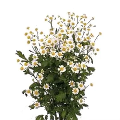 матрикария Сингл Вегмо