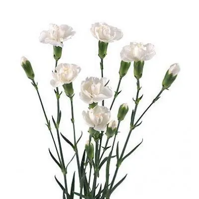 картинка гвоздика кустовая белая, Колумбия от магазина Флоранж