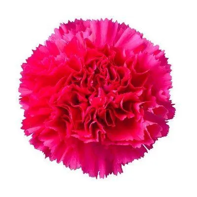 картинка гвоздика одноголовая Бизет; Колумбия от магазина Флоранж