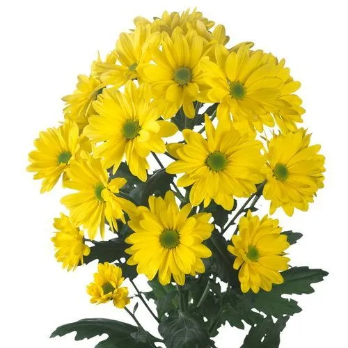 картинка хризантема кустовая Селебрейт от магазина Флоранж