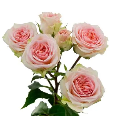 роза кустовая Розанелла 70см; Кения